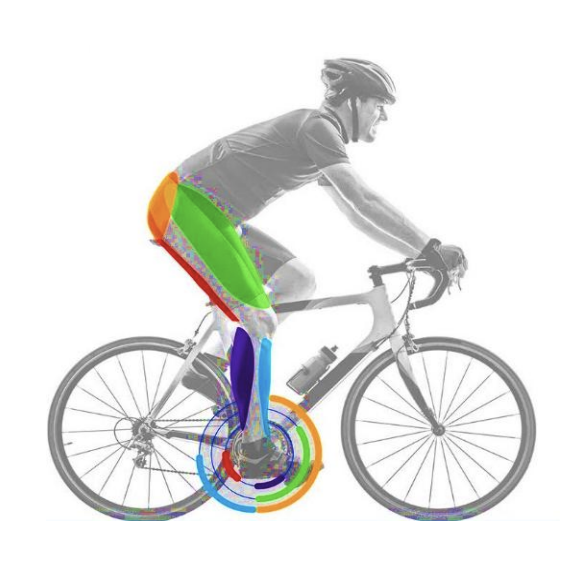 Radfahrer auf Rennrad mit farbigen Muskel- und Bewegungsdarstellungen